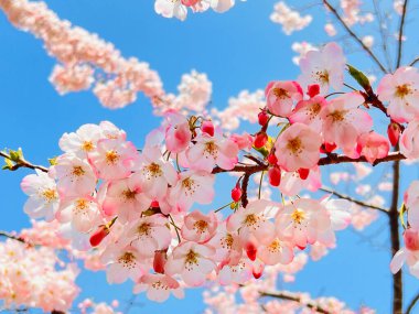 Mevsimler değişirken beyaz ve pembe kiraz çiçekleri açar.