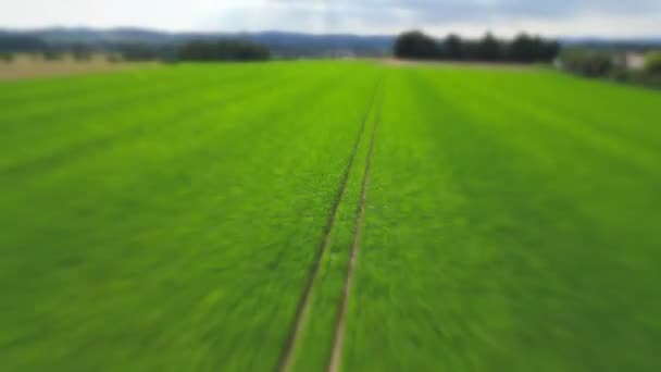 Großes Goldenes Maisfeld Anbaufläche Symbol Über Sattgrünem Landwirtschaftlichem Feld Sonnigen — Stockvideo