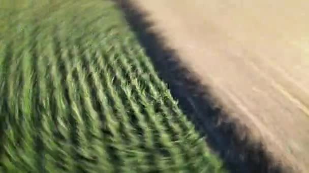 デジタルエコロジカルワールドシンボルを備えた緑と茶色の農業トウモロコシ畑の回転鳥眼ドローン — ストック動画