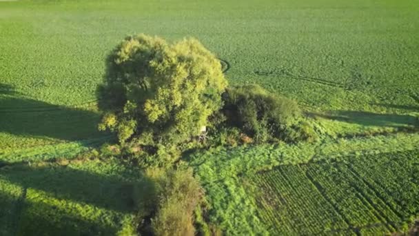 Holzaussichtsturm Des Försters Zwischen Bäumen Umliegende Felder Beobachten Drehende Pan — Stockvideo
