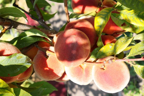 Peach fruits on a tree. Peach on a branch close-up. Ripe peach