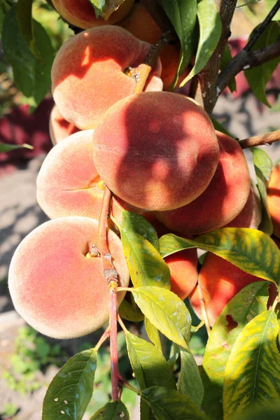 Peach fruits on a tree. Peach on a branch close-up. Ripe peach
