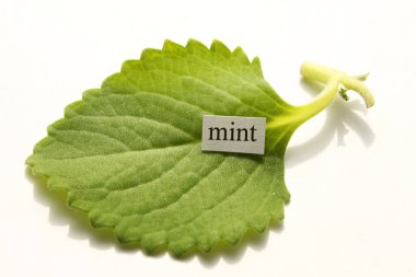 Naneli. Nane şekeri. Nane aromalı. Beyaz arkaplanda imzalı yeşil izole nane yaprağı