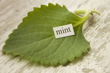 Naneli. Nane şekeri. Nane aromalı. Beyaz arkaplanda imzalı yeşil izole nane yaprağı