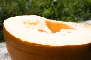 Sebze - balkabağı, yakın plan. kabak tohumları