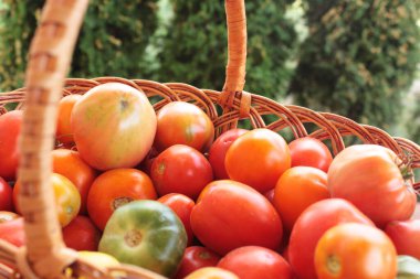 Olgun kırmızı domates sebzeleri. Domates hasadı. Domatesler yakın plan.