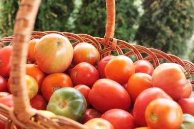 Olgun kırmızı domates sebzeleri. Domates hasadı. Domatesler yakın plan.