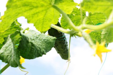 Salatalık. Bir dalda salatalık. Bahçede sebze salatalığı