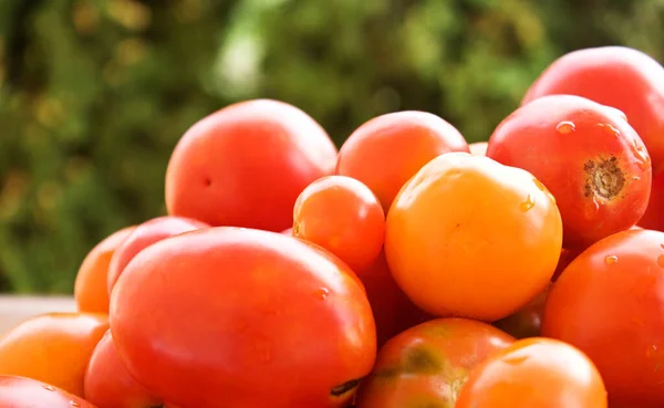 Красные Спелые Овощи Помидоров Сбор Помидоров Томаты Крупным Планом — стоковое фото