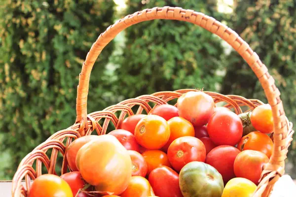 Czerwone Dojrzałe Warzywa Pomidorowe Zbiory Pomidorów Zbliżenie Pomidorów — Zdjęcie stockowe