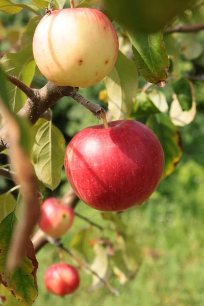 사과입니다 정원에서 나무에 가까이 — 스톡 사진