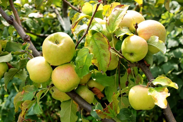 Elma dal. Elma bir bahçede bir ağaç üzerinde Kapat