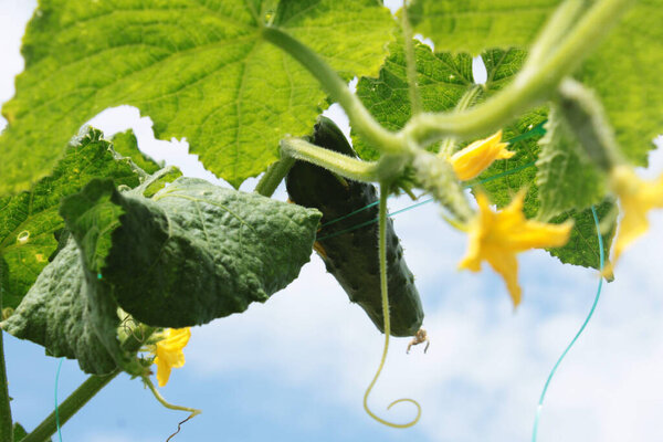 Cucumber. Cucumber on a branch. Vegetable cucumber in the garden
