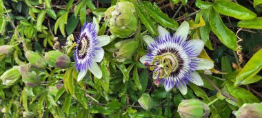Bluecrown Passionflower, native to Ireland (Paswsiflora caerulea) clipart