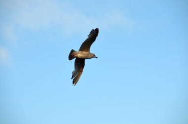 Seagul, Dun Laoghaire Limanı üzerinde süzülüyor. Arkasında açık mavi bir gökyüzü, Dublin, İrlanda.
