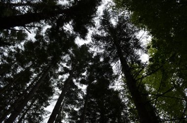 Ormandaki uzun ağaçlar