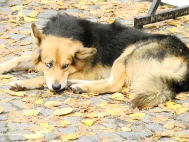 A Heterochromic German shepherd dog lying on the ground in Buenos Aires, Argentina clipart