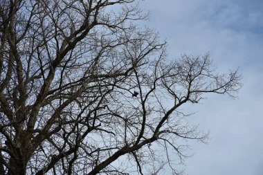 İrlanda 'da bulutlu bir gökyüzüne karşı çok az yaprak görünen ya da olmayan dallar.
