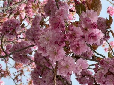 Güzel pembe Sakura kiraz çiçekleri baharda güneşli bir yaz gününde Dublin, İrlanda 'da beyaz bulutlu mavi bir gökyüzüne karşı açar.
