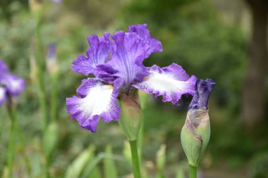 İrlanda 'da bir bahçede mor ve beyaz bir iris çiçeğinin güzel yakın çekimi