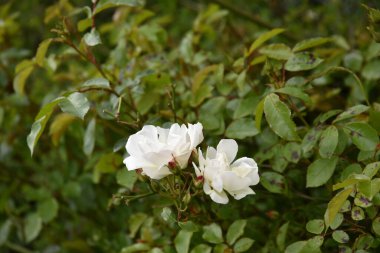 Dublin, İrlanda 'daki bahçede beyaz multiflora gülünün yakın plan dikey görüntüsü.