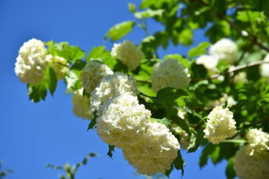 Güzel beyaz Sakura kiraz çiçekleri baharda Dublin, İrlanda 'da bir bahçede çiçek açıyor.
