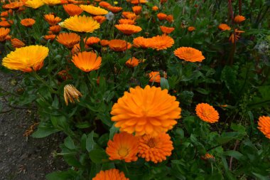 Güneşli bir günde İrlanda 'nın Bray, Co. Wicklow kentindeki Powerscourt House' un bahçesinde güzel sarı ve turuncu yıldız çiçekleri.
