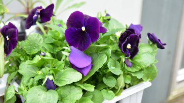 Çiçek saksılarında mor hanım evlatları