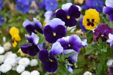 Güzel öğrenci ve leylak çiçekleri bahçede.