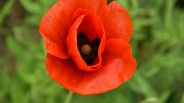 Bahçede güzel bir gelincik çiçeği. Yaklaş.