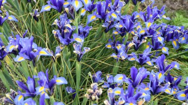 İlkbaharda İrlanda 'da bir parkta mor, leylak ve beyaz iris çiçeklerinden oluşan güzel bir grup kapanıyor.