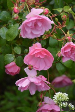 Cong Abbey, Co. Galway, İrlanda 'daki bahçede pembe güller.