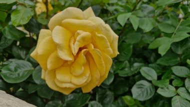 Güneşli bir günde arka planda bir gölle birlikte kayalar ve çiçeklerle dolu doğa manzarası Dun Laoghaire, Dublin, İrlanda 'da ışığı yansıtıyor.