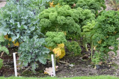 Dublin, İrlanda 'daki sebze bahçesine yakın çekim