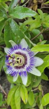 Dublin, İrlanda 'da bir çitin üzerindeki tutku çiçeğinin yakın çekimi.