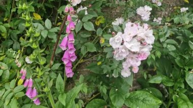 Dublin, İrlanda 'daki bir botanik bahçesinde yüksükotu çiçeklerinden polen toplayan bal arıları.