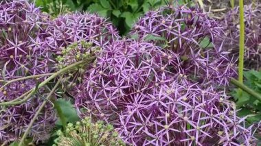 İrlanda 'nın Dublin kentindeki bir botanik bahçesinde İran Yıldızı' ndan (Allium Christophii) polen toplayan bal arıları