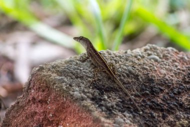 Florida Vahşi Hayatı Arka Bahçede, Kertenkeleler!