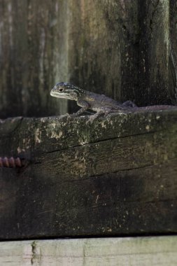 Güney Florida 'daki arka bahçemde vahşi yaşam.