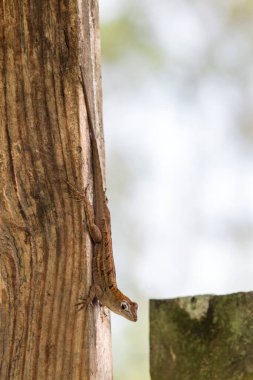 Güney Florida 'daki arka bahçemde vahşi yaşam.