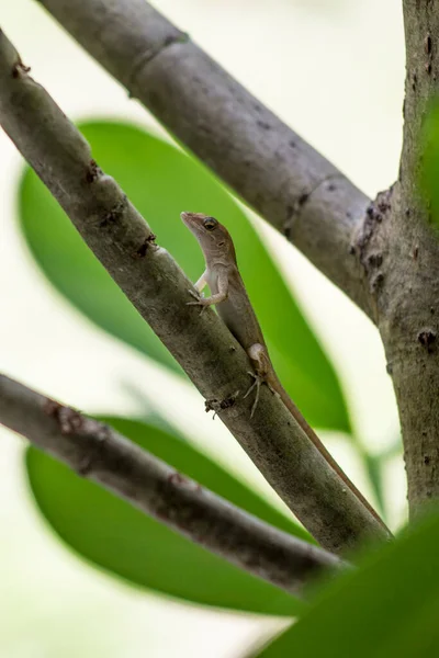 Florida Wildlife Backyard Lizards — Stock Photo, Image