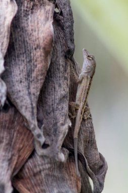 Güney Florida Vahşi Yaşam Kertenkeleleri