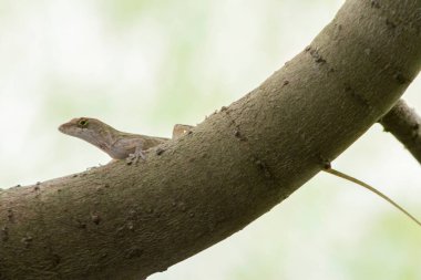 Güney Florida Vahşi Yaşam Kertenkeleleri