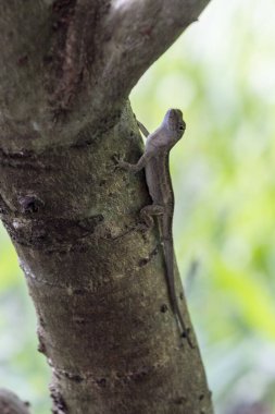 Güney Florida 'daki arka bahçemde kertenkele yaban hayatı.