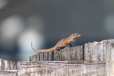 Güney Florida 'daki arka bahçemde kertenkele yaban hayatı.