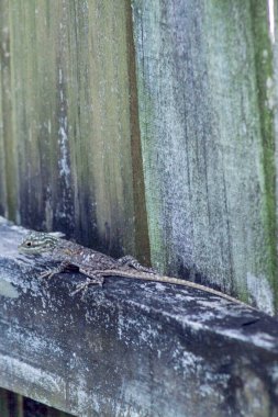 Güney Florida 'daki arka bahçemde kertenkele yaban hayatı.