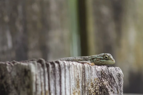 South Florida Backyard Wildlife Lizards