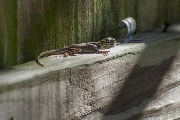 佛罗里达州南部我家后院的蜥蜴野生动物 — 图库照片