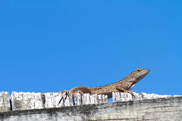 Lizard Wildlife Backyard South Florida — Stock Photo, Image