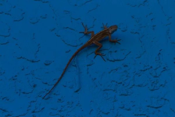 Lizard wildlife in my backyard in South Florida.